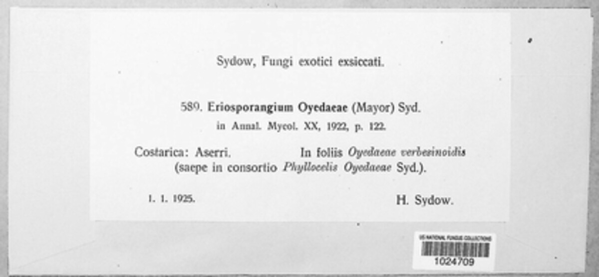 Puccinia oyedaeae image